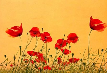 Fototapeta Wild Poppies 5977